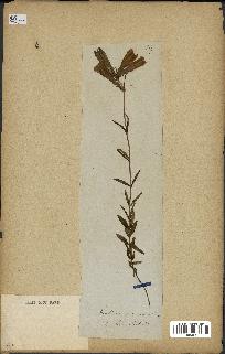 spécimen de Gentiana pneumonanthe
