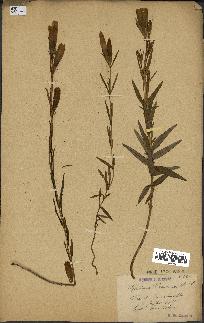 spécimen de Gentiana pneumonanthe