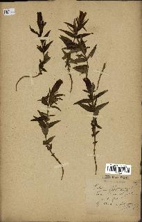 spécimen de Gentiana pneumonanthe