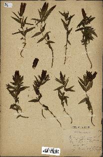spécimen de Gentiana pneumonanthe