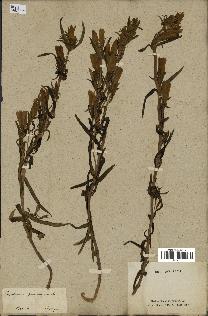 spécimen de Gentiana pneumonanthe