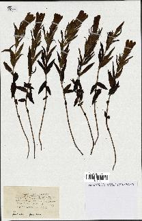spécimen de Gentiana pneumonanthe