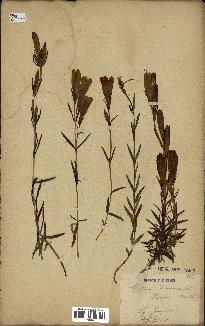 spécimen de Gentiana pneumonanthe