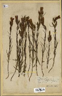 spécimen de Gentiana pneumonanthe