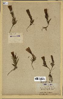 spécimen de Gentiana pneumonanthe