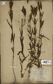 spécimen de Gentiana pneumonanthe
