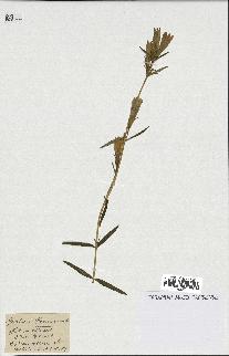 spécimen de Gentiana pneumonanthe