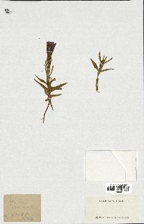 spécimen de Gentiana pneumonanthe