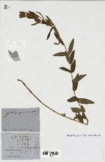 spécimen de Gentiana pneumonanthe