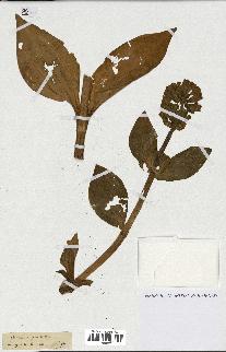 spécimen de Gentiana pneumonanthe