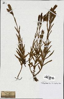 spécimen de Gentiana pneumonanthe