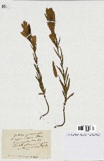 spécimen de Gentiana pneumonanthe