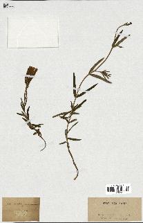 spécimen de Gentiana pneumonanthe