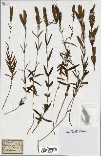 spécimen de Gentiana pneumonanthe