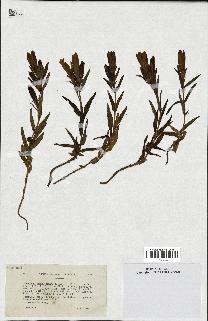 spécimen de Gentiana pneumonanthe