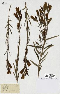 spécimen de Gentiana pneumonanthe