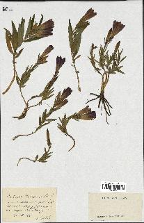 spécimen de Gentiana pneumonanthe
