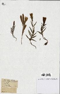 spécimen de Gentiana pneumonanthe