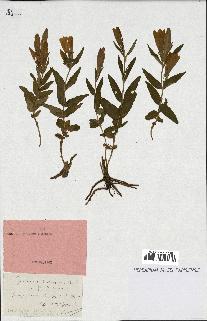 spécimen de Gentiana pneumonanthe