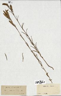 spécimen de Gentiana pneumonanthe