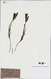spécimen de Gentiana pneumonanthe