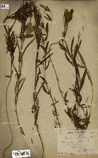 spécimen de Gentiana pneumonanthe