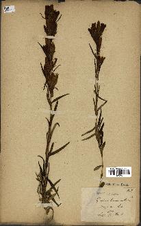 spécimen de Gentiana pneumonanthe