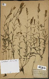 spécimen de Gentiana pneumonanthe