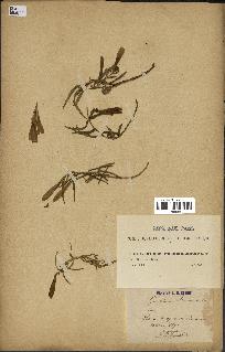 spécimen de Gentiana pneumonanthe