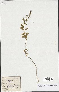 spécimen de Gentiana pneumonanthe
