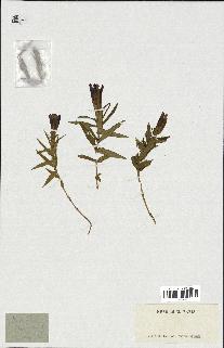 spécimen de Gentiana pneumonanthe