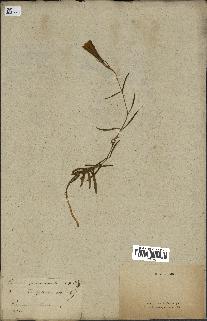 spécimen de Gentiana pneumonanthe