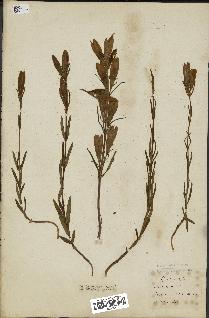 spécimen de Gentiana pneumonanthe