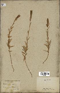spécimen de Gentiana pneumonanthe