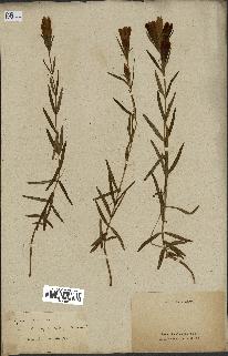 spécimen de Gentiana pneumonanthe
