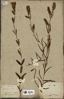 spécimen de Gentiana pneumonanthe