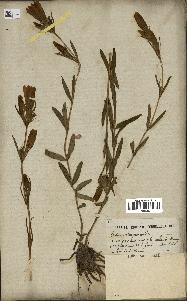 spécimen de Gentiana pneumonanthe