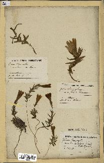 spécimen de Gentiana pneumonanthe