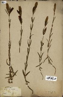 spécimen de Gentiana pneumonanthe