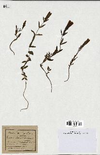 spécimen de Gentiana pneumonanthe