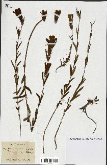 spécimen de Gentiana pneumonanthe