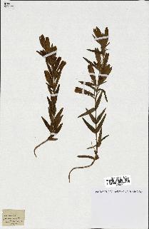spécimen de Gentiana pneumonanthe