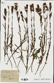 spécimen de Gentiana pneumonanthe