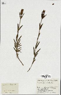 spécimen de Gentiana pneumonanthe