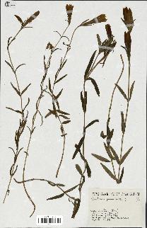 spécimen de Gentiana pneumonanthe