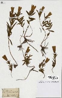 spécimen de Gentiana pneumonanthe
