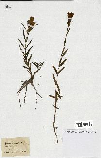 spécimen de Gentiana pneumonanthe
