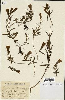 spécimen de Gentiana pneumonanthe