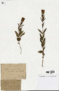 spécimen de Gentiana pneumonanthe