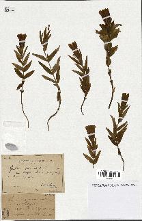 spécimen de Gentiana pneumonanthe